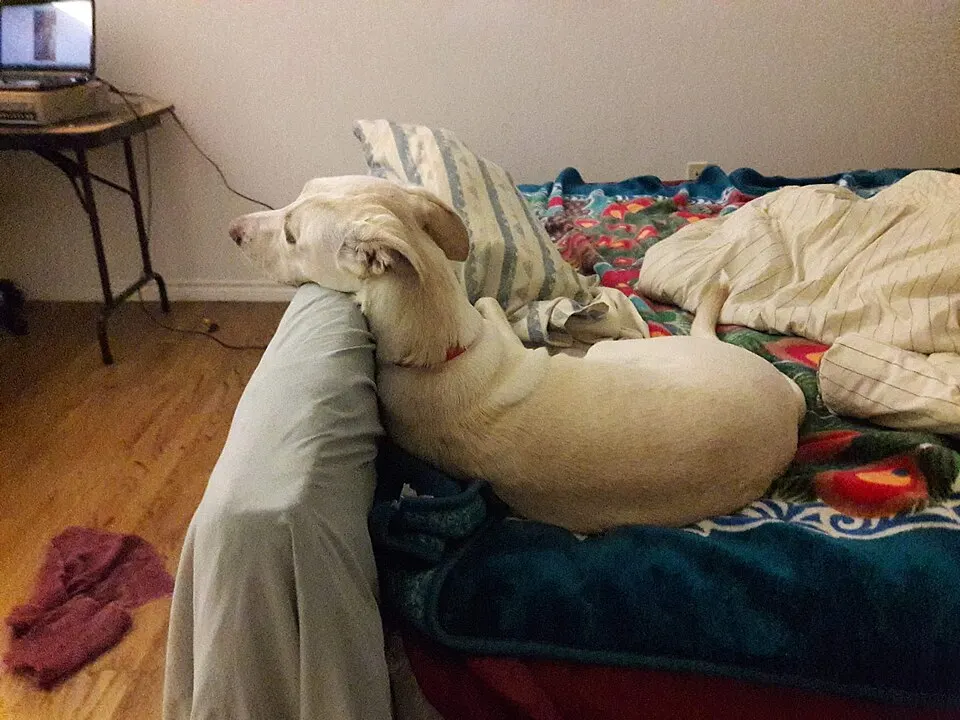 Hund som sover i sengen sin, et alternativ til bur hjemme