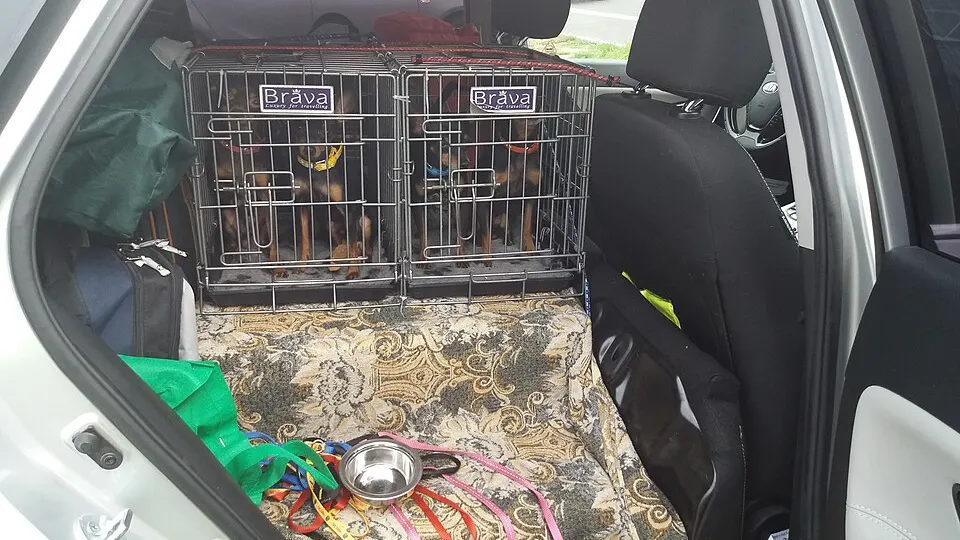 hvor lenge kan en hund være i bur