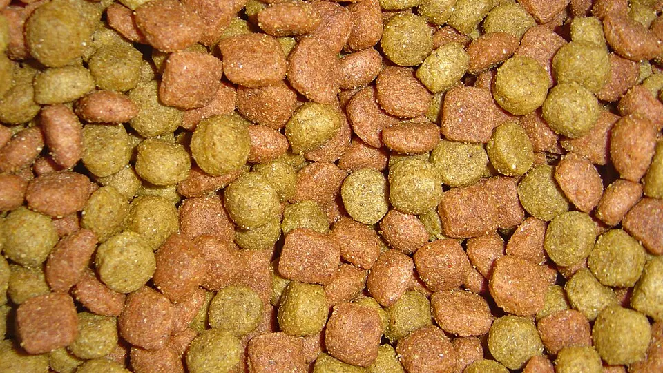 hvor mye mat skal en hund ha