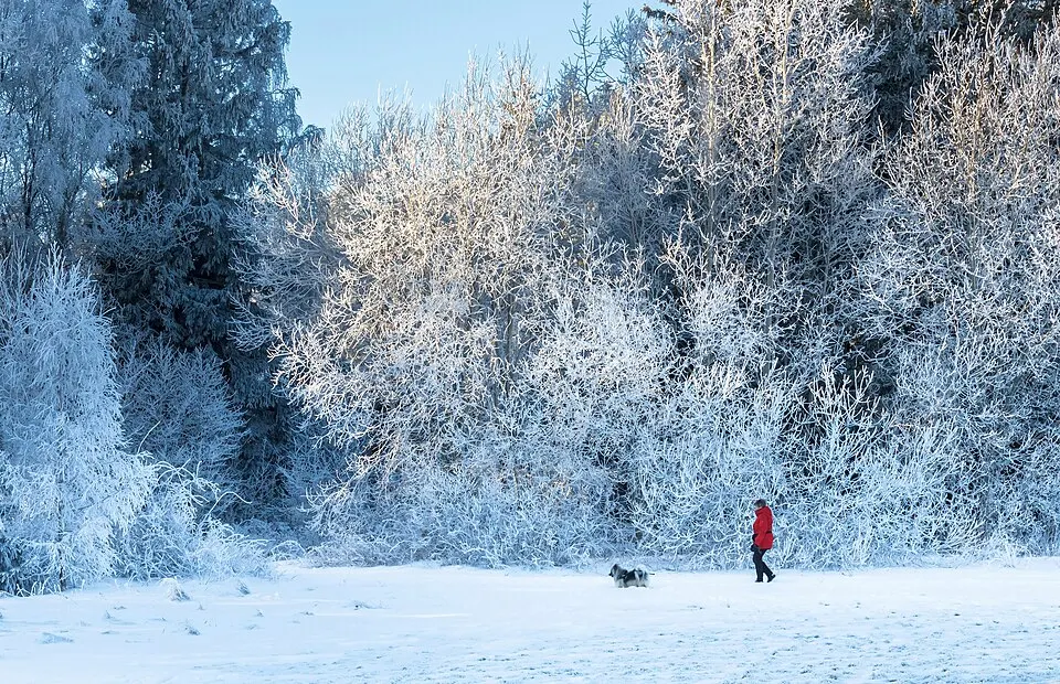 Person på tur med hunden i vinterlig natur