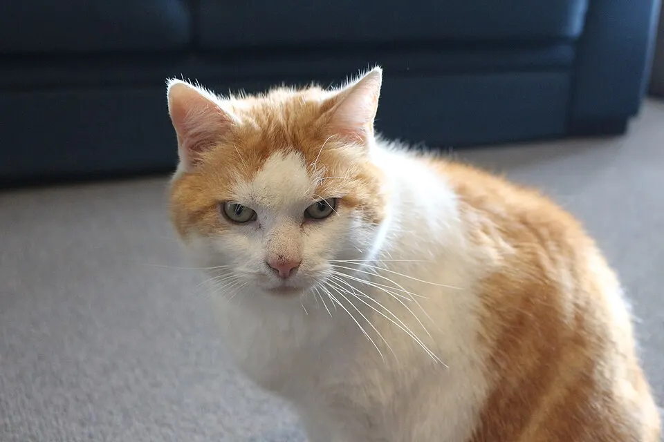 Katt som sitter inne og ser rolig mot kameraet