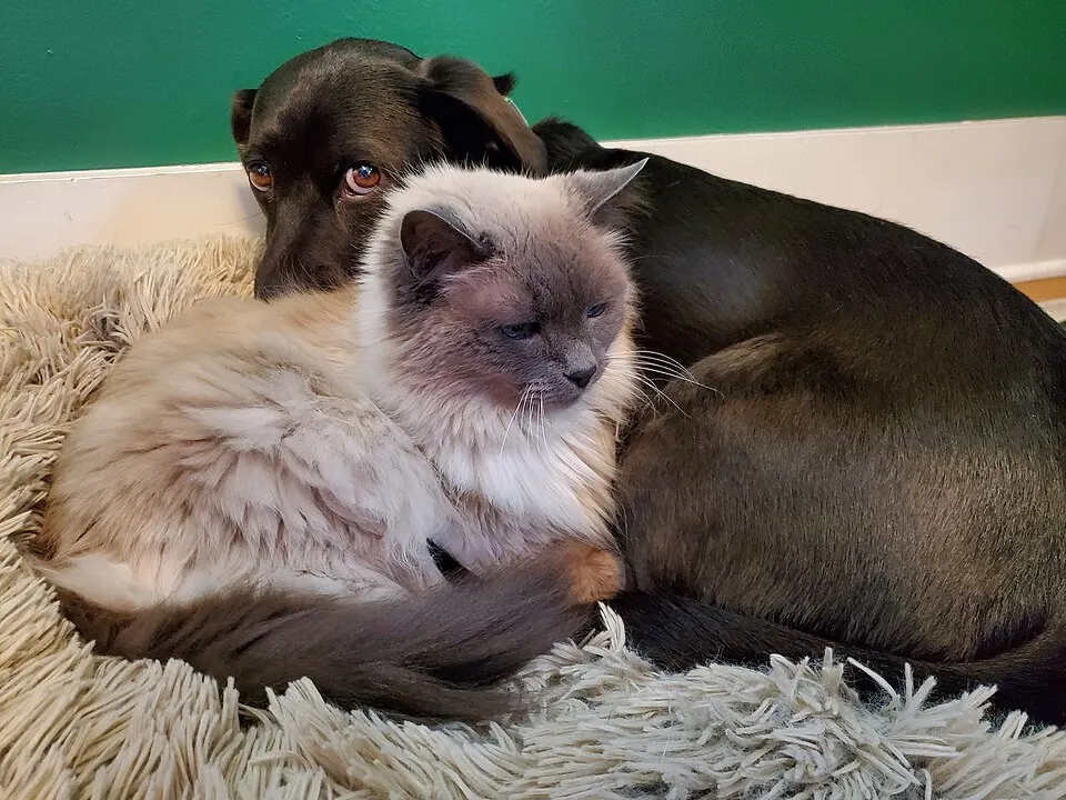 Hund og katt som ligger sammen på et teppe