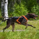 Non-Stop Line Harness 5.0 hundesele