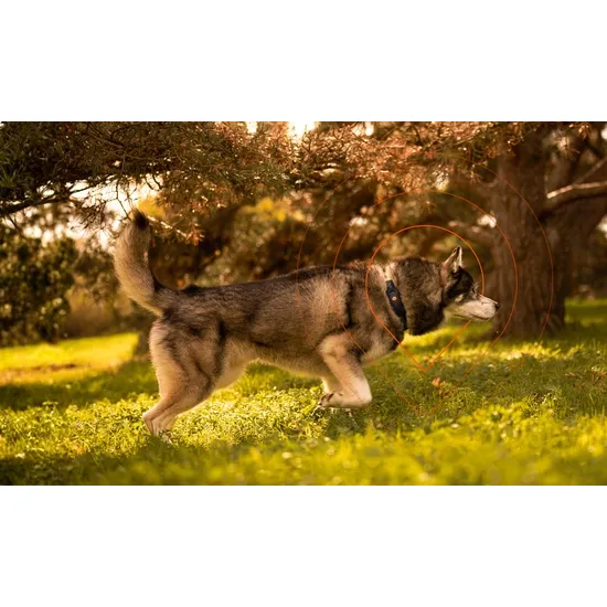 Weenect XT GPS-tracker til hund